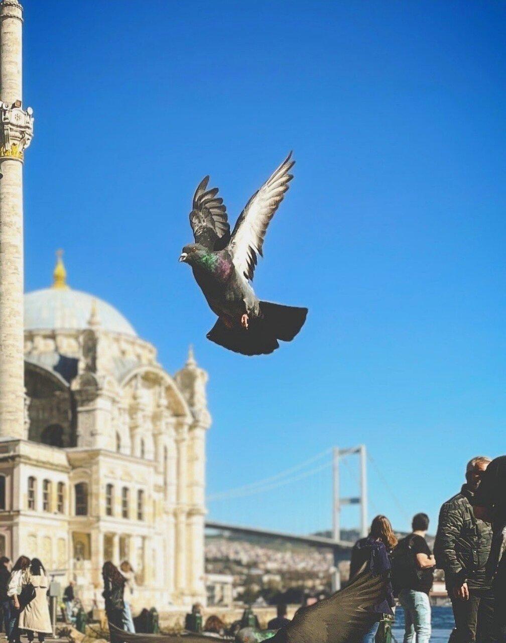 Ortakoy