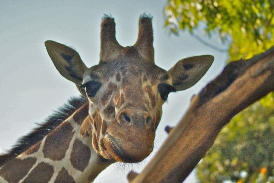 Sacramento Zoo