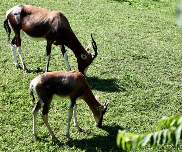 Cleveland Metroparks Zoo