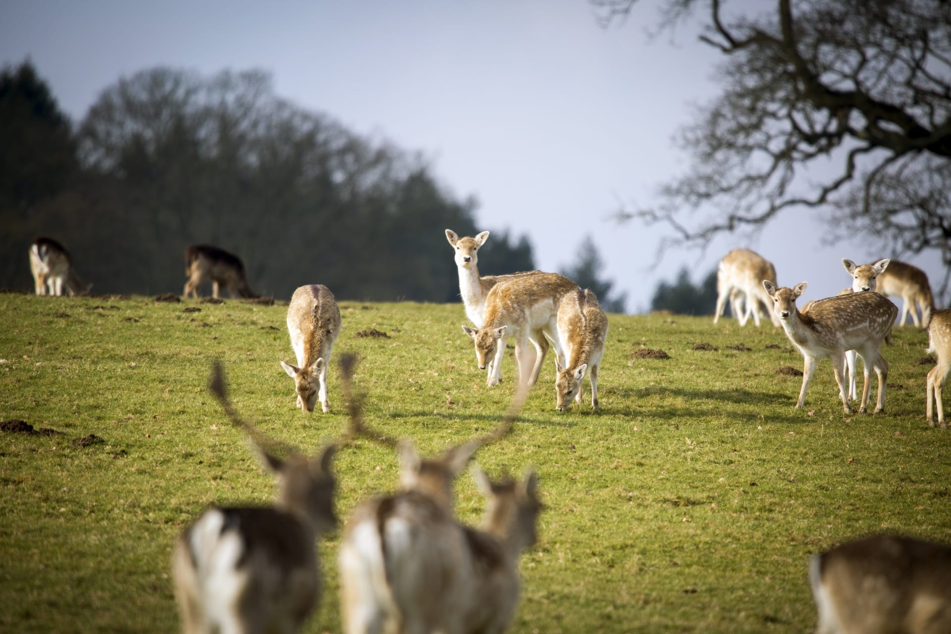 Dublin Zoo