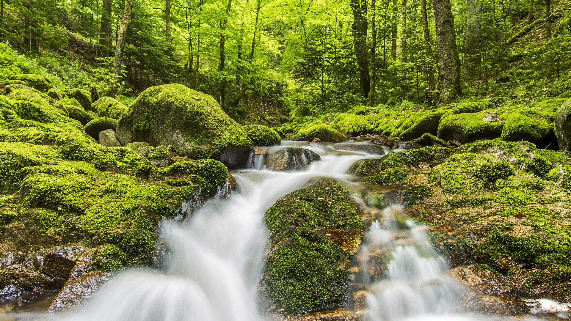 Black Forest National Park