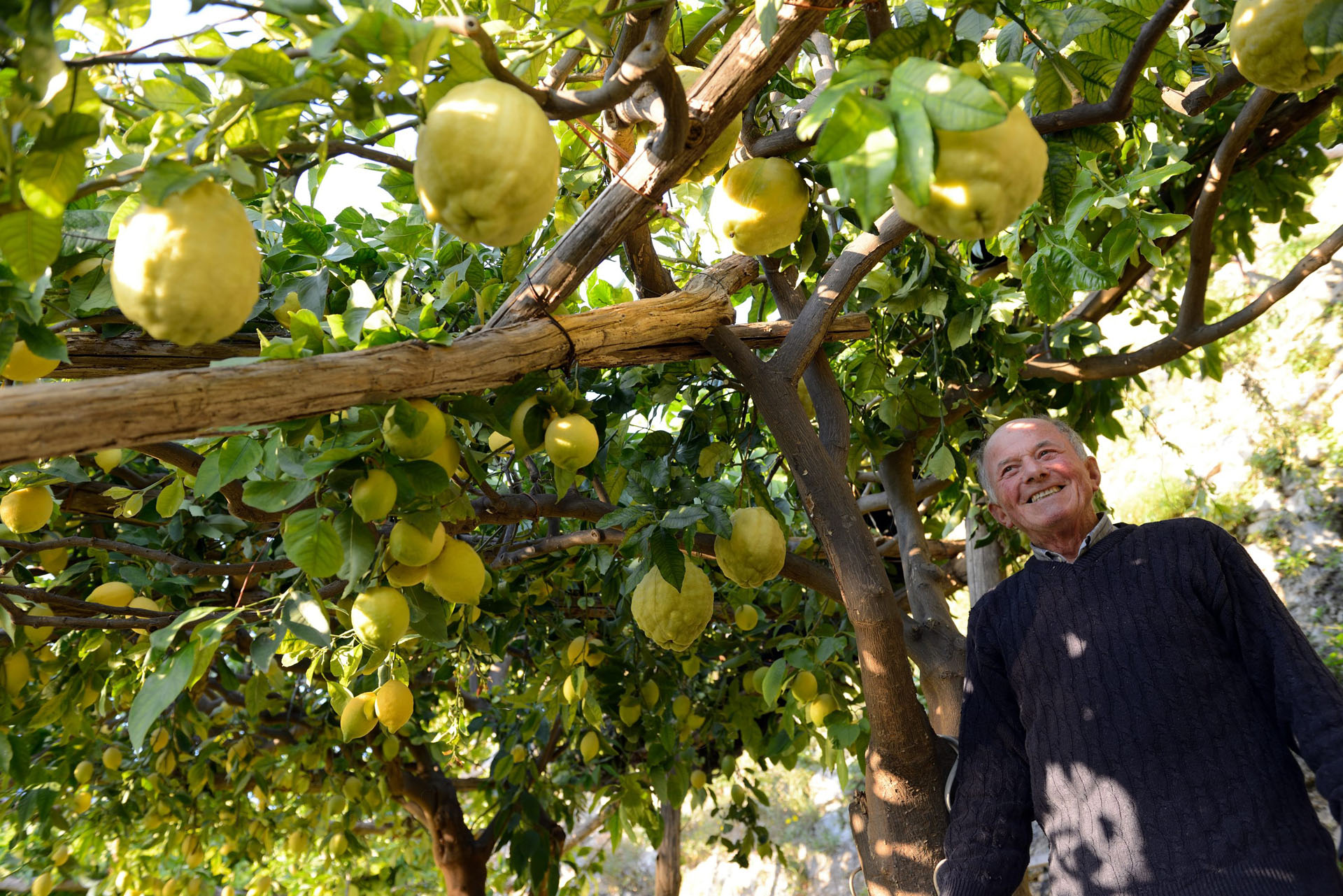 Amalfi Lemon Experience