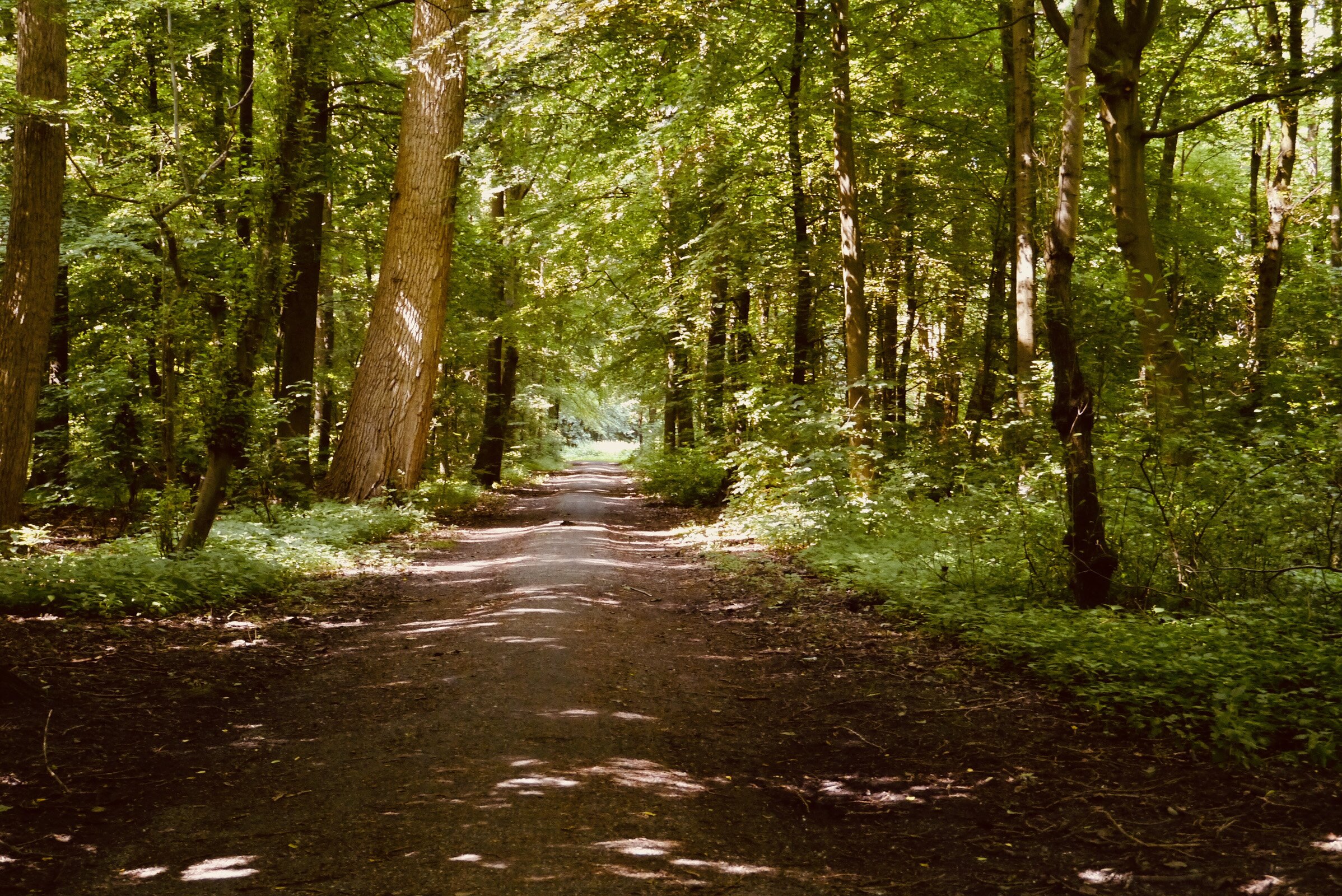 Amsterdamse Bos