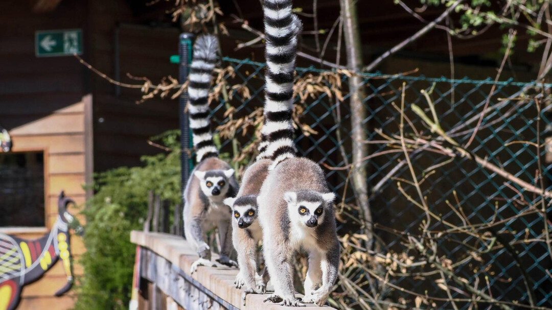 Salzburg Zoo