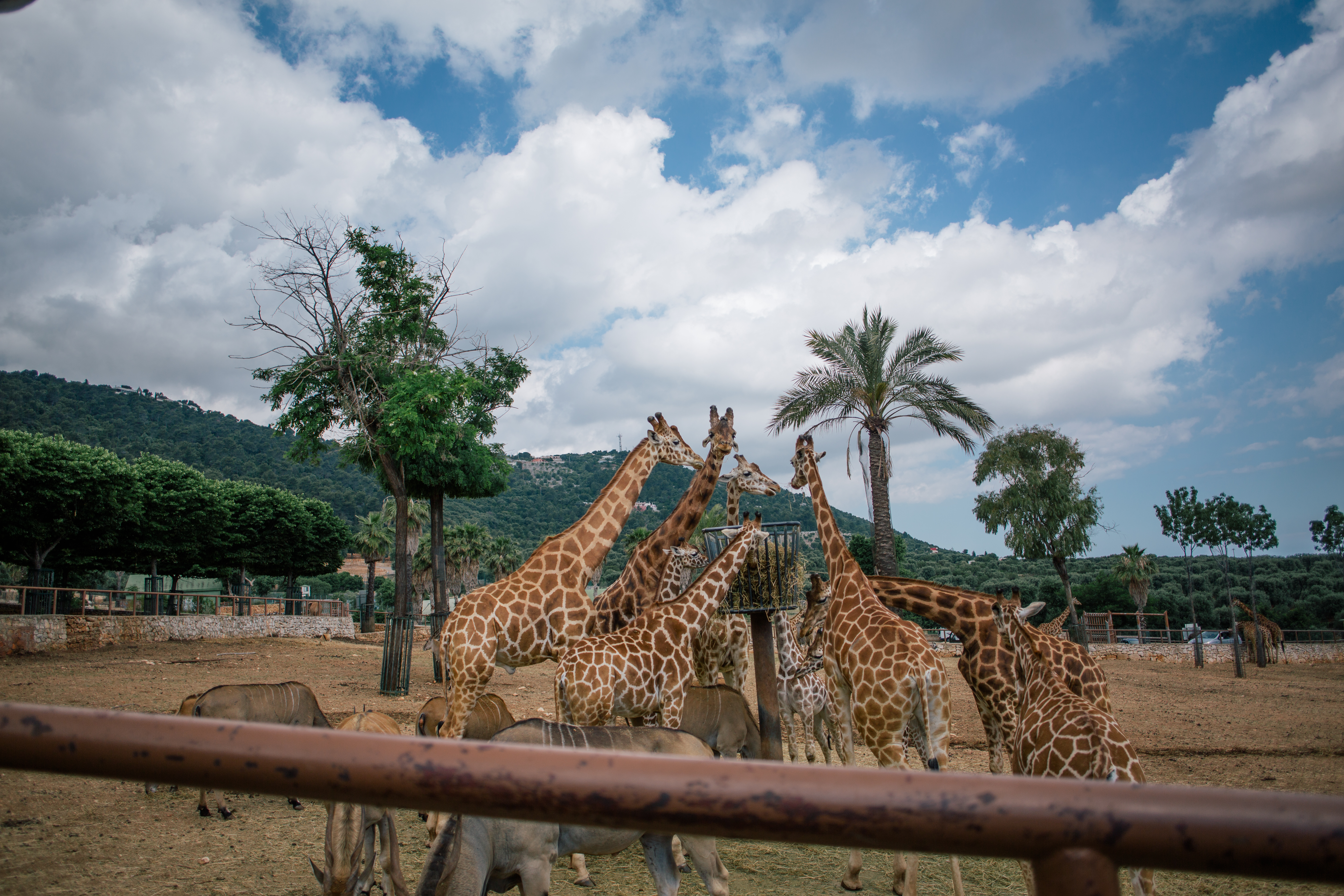 زوسافاري فاسانو