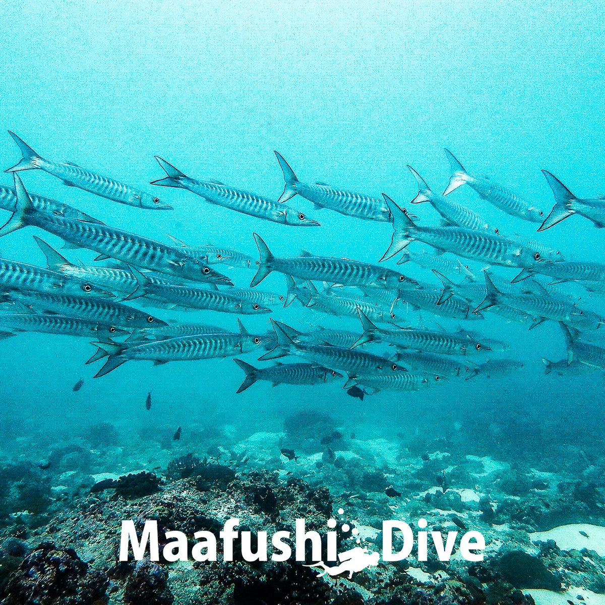 Maafushi Dive School