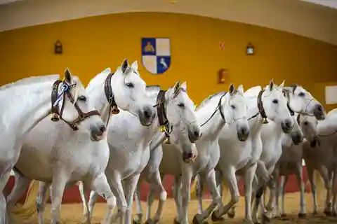 Yeguada Cartuja Hierro del Bocado (Ronda)