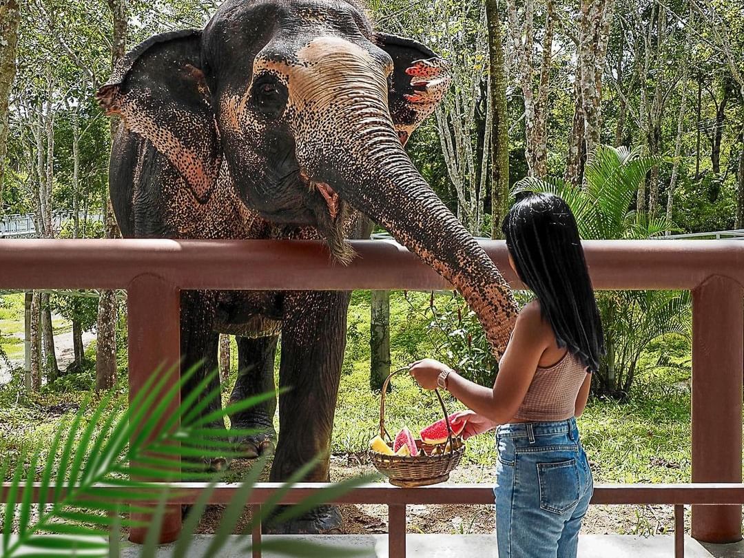 Phuket Elephant Sanctuary