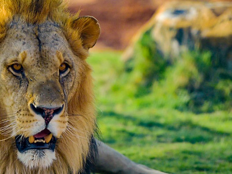 Riyadh Zoo