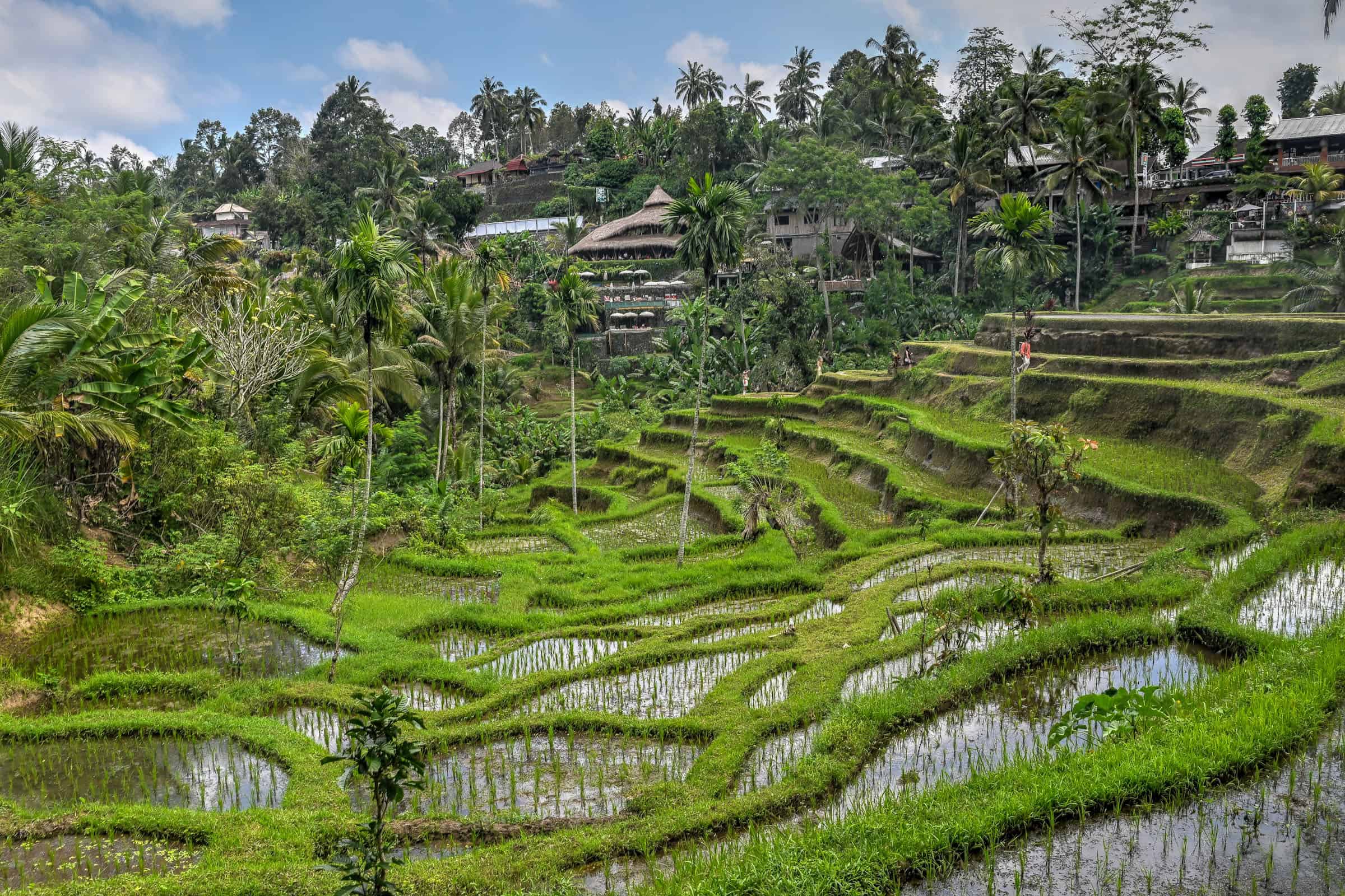 Visit Tegalalang Rice Terraces