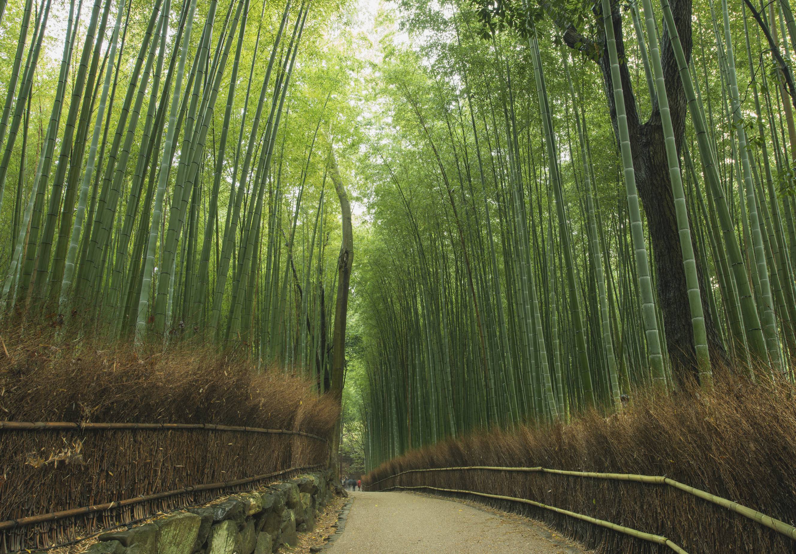 Arashiyama Bamboo Grove
