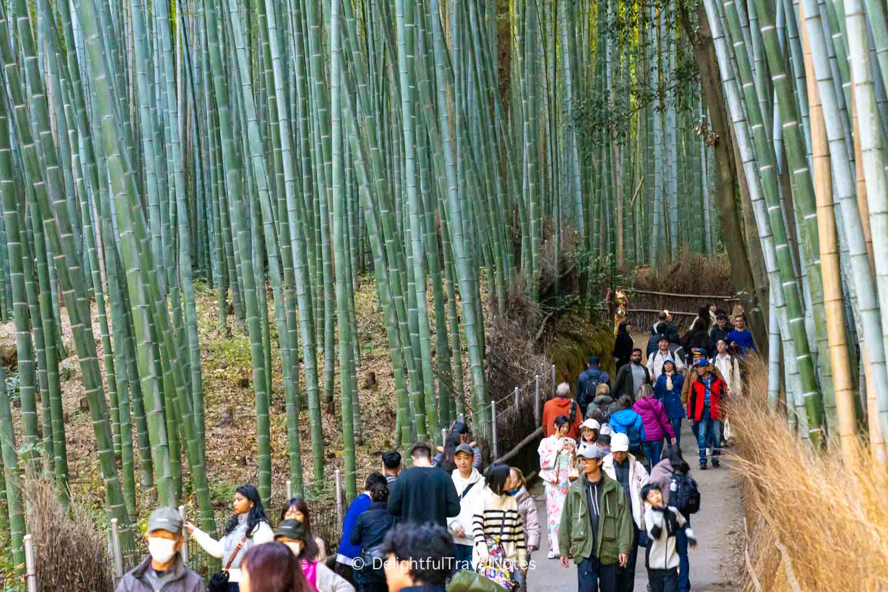 Arashiyama Bamboo Grove Walk