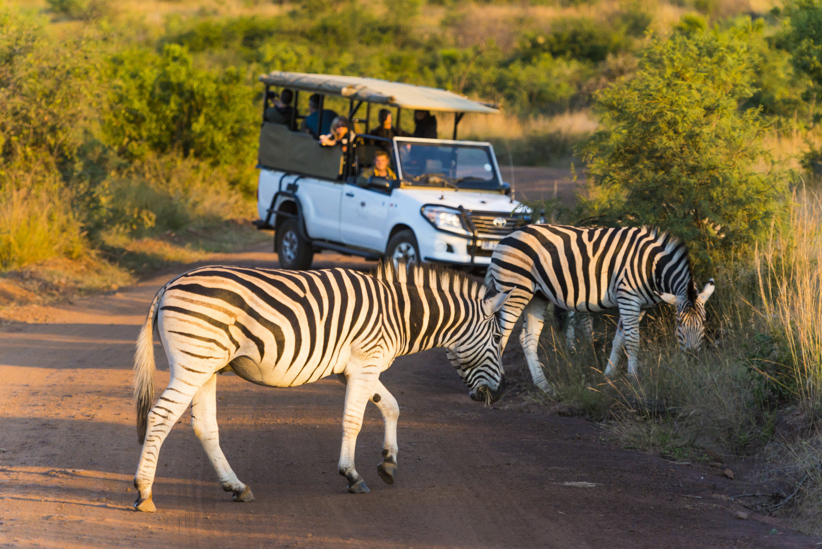 Pilanesberg National Park