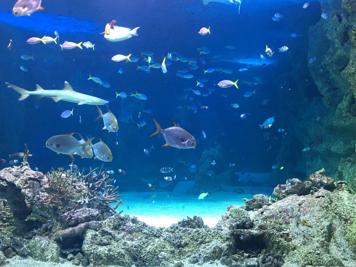 Sea Life Sydney Aquarium