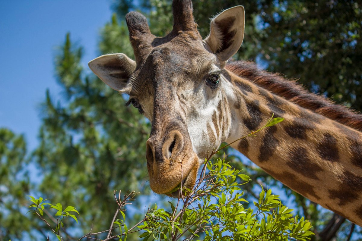 Melbourne Zoo