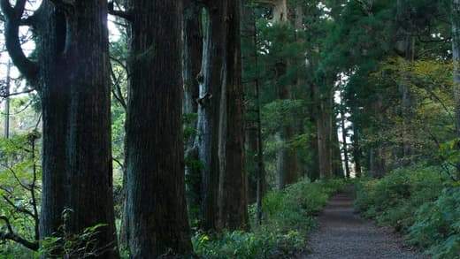 Hakone Tokaido Trail