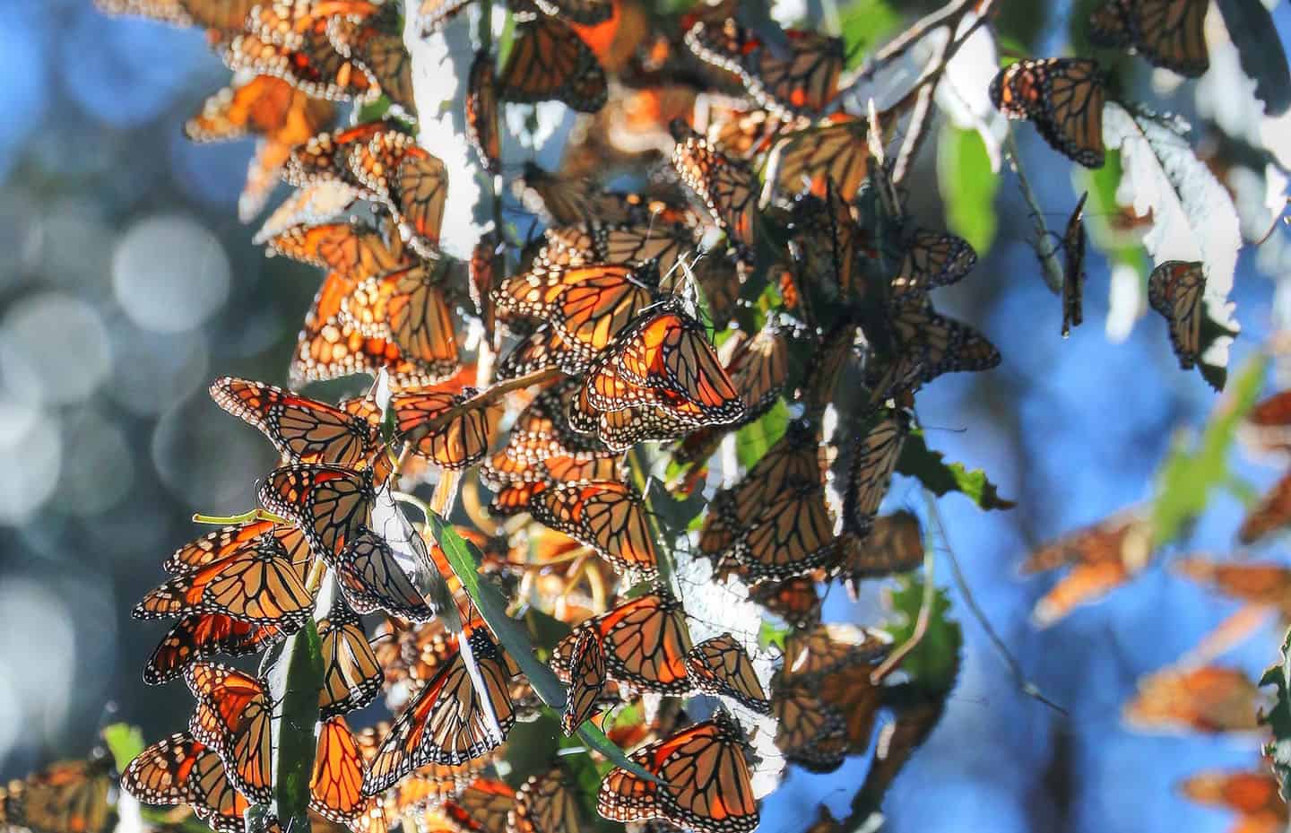 Monarch Butterfly Sanctuary