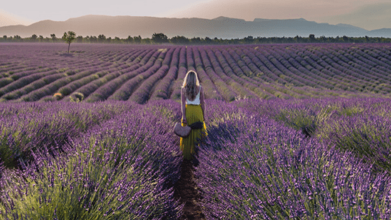 نزهة في حقول الخزامى في بروفانس