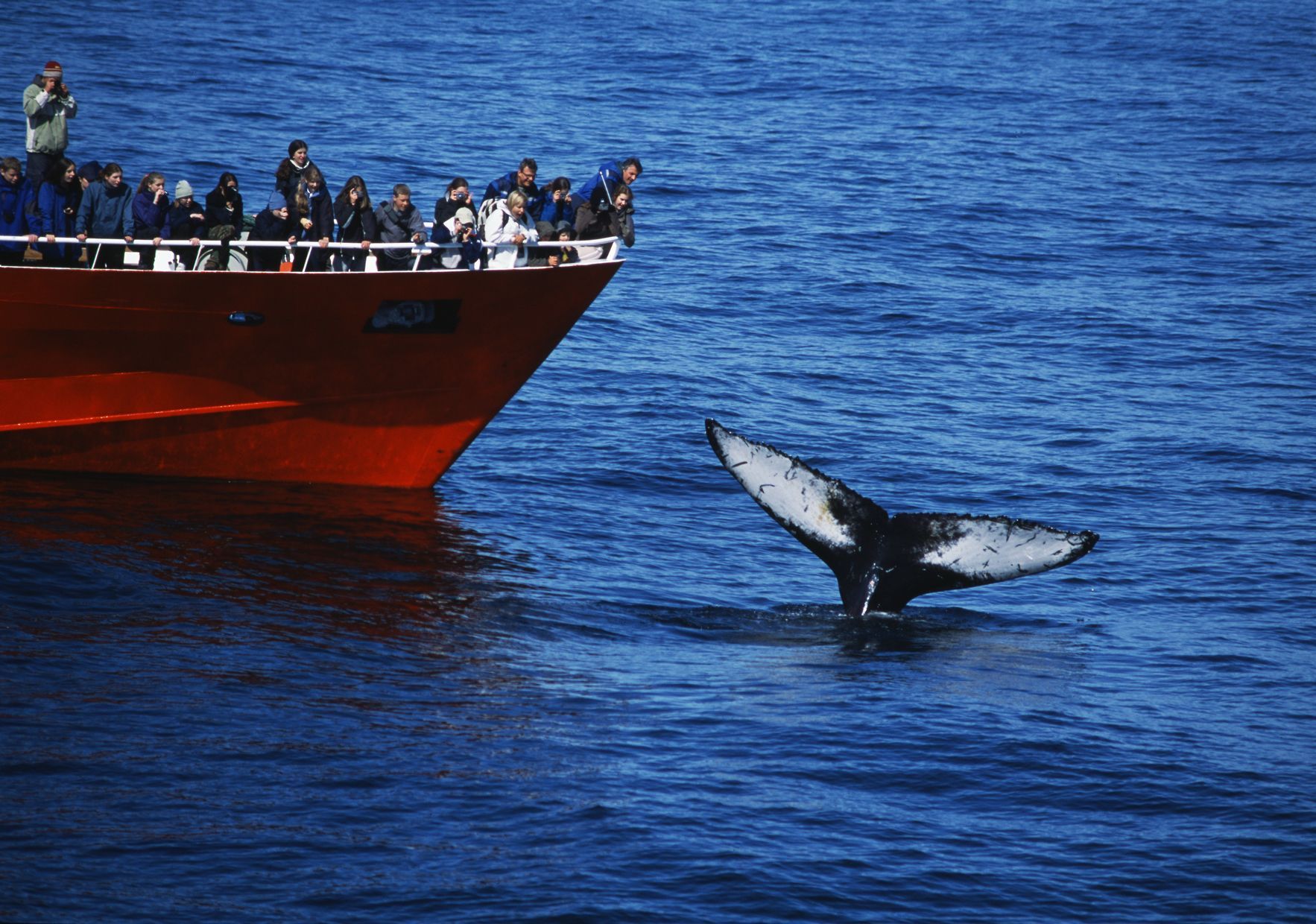 Elding Whale Watching
