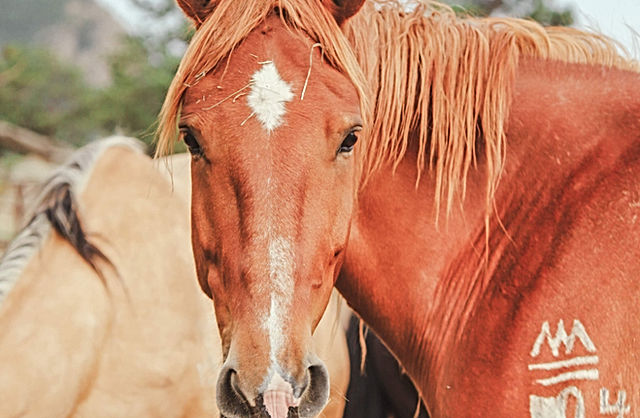 Sombrero Stables