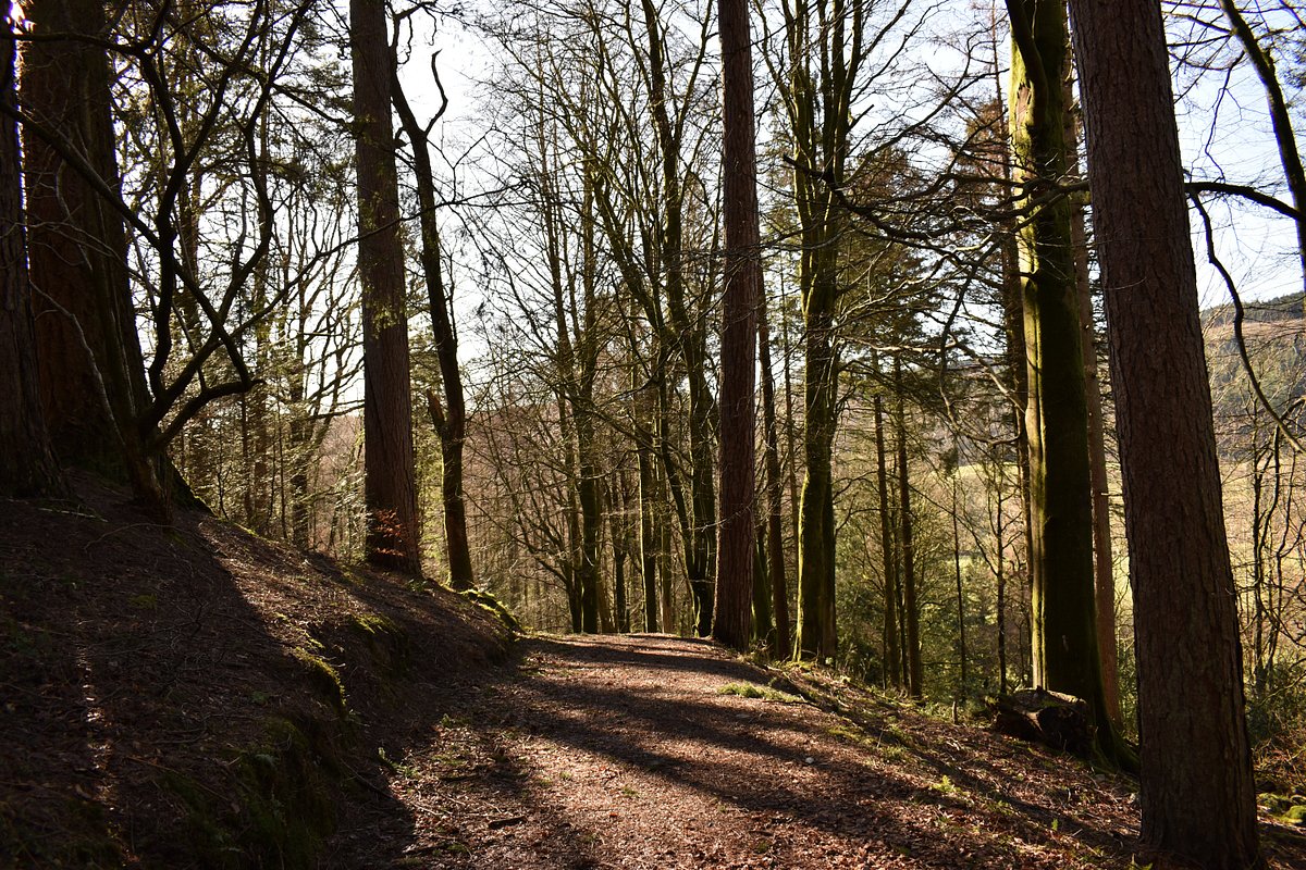 Grizedale Forest