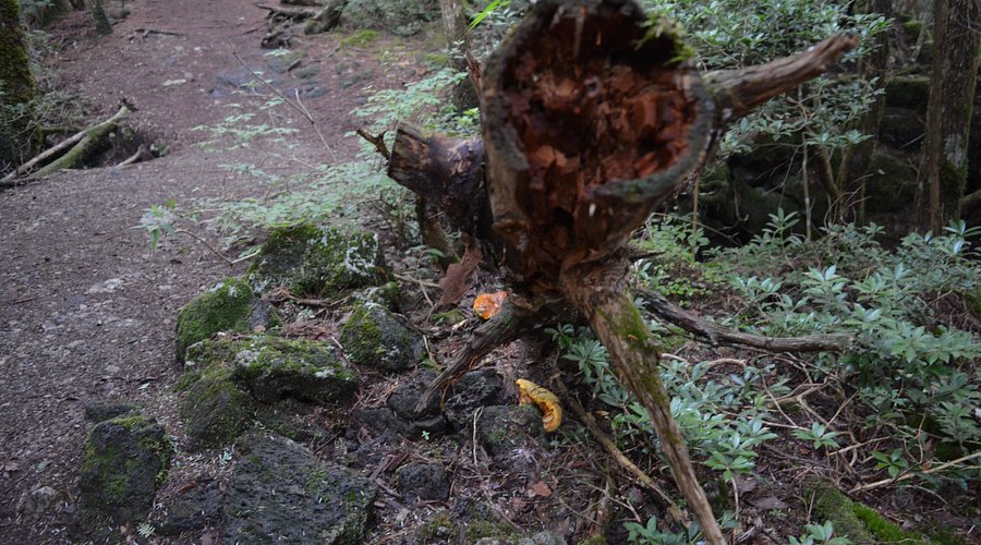 Aokigahara Forest (Sea of Trees)