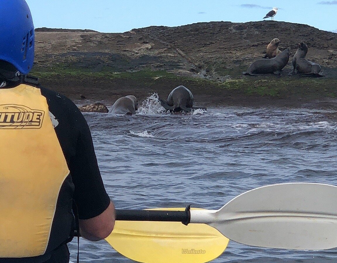 Apollo Bay Surf & Kayak