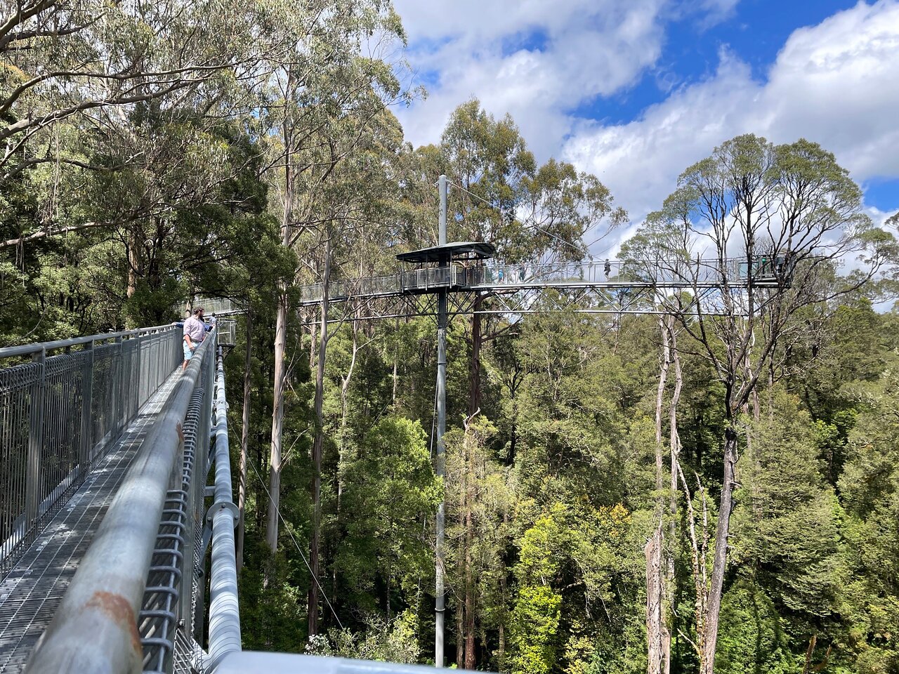 Otway Fly Treetop Adventures