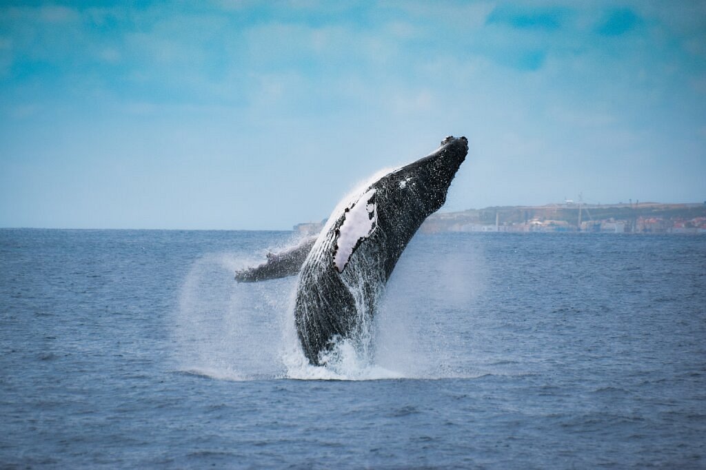 Futurismo Azores Whale Watching