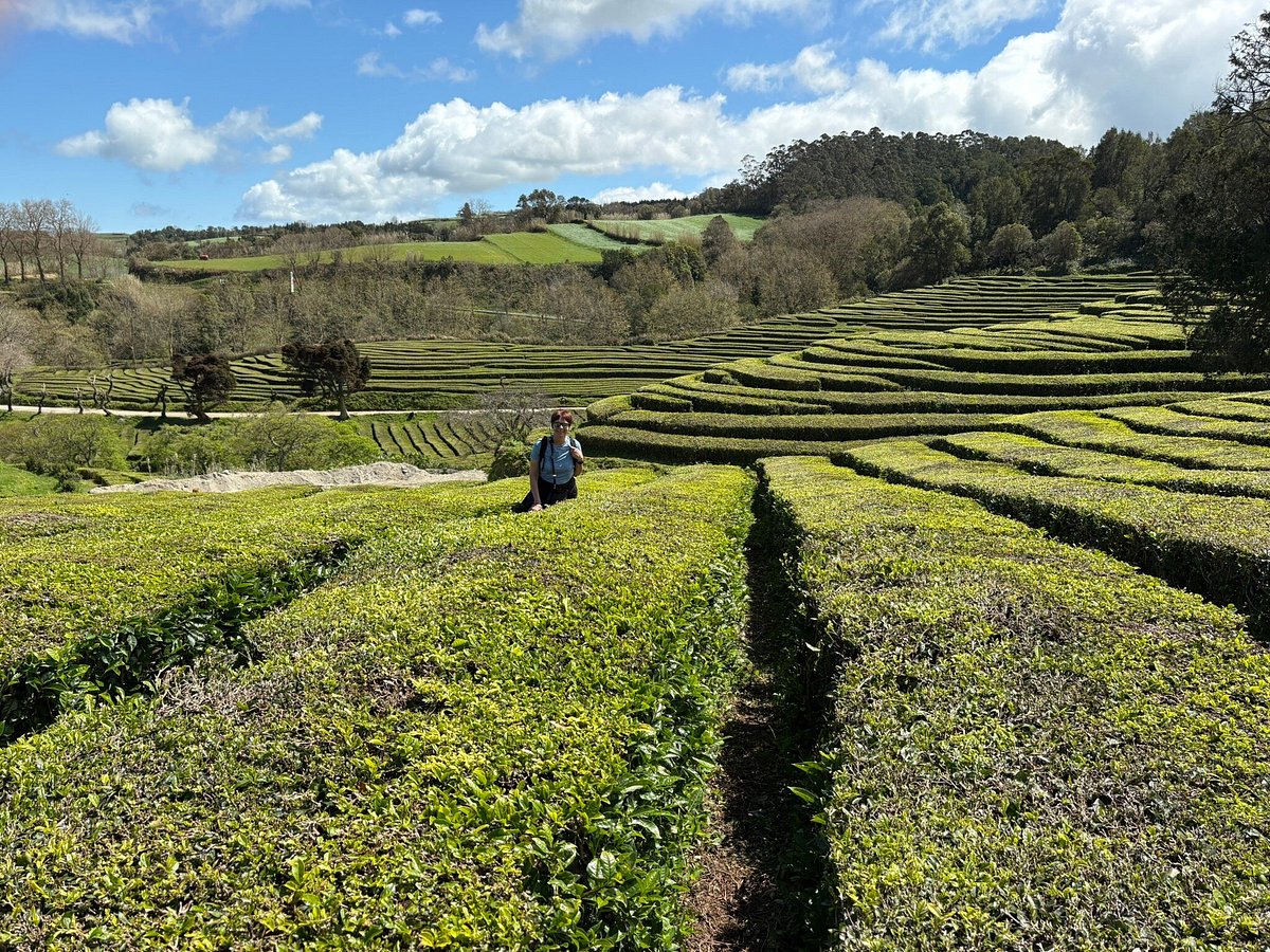 Gorreana Tea Factory