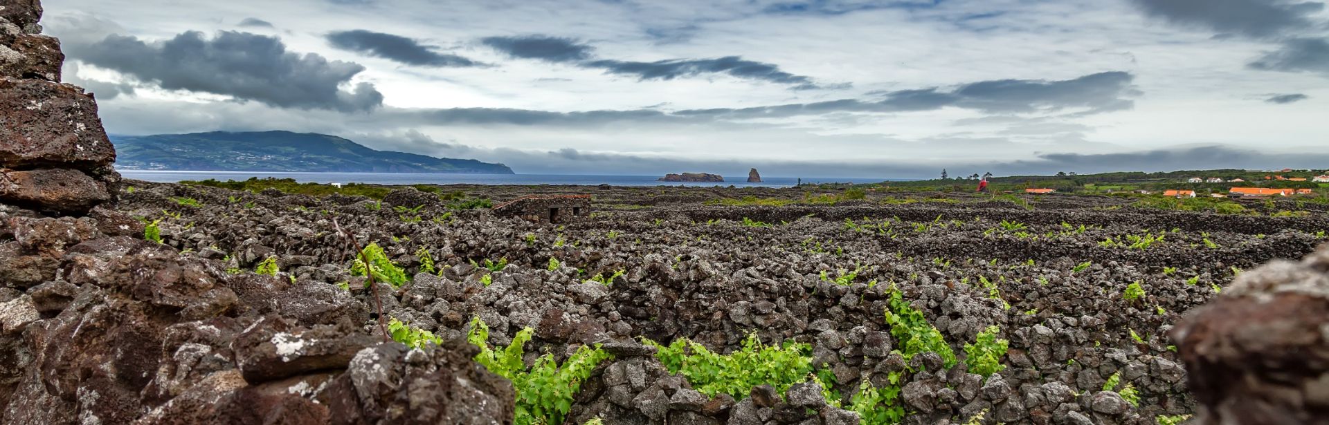 Pico Island Vineyard Cultures