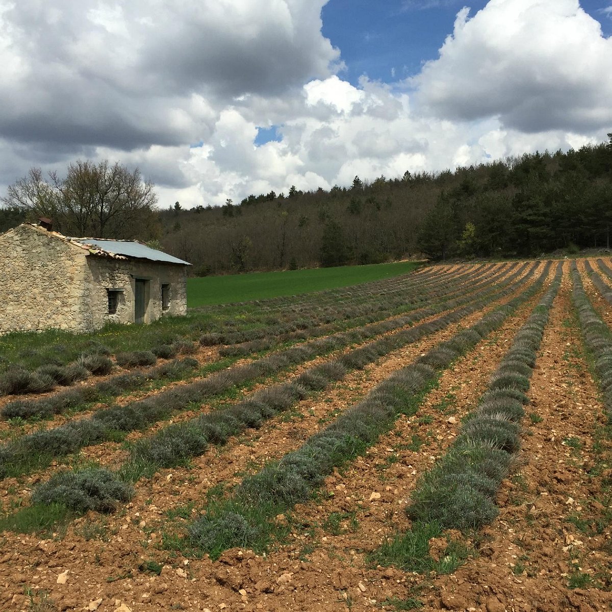 Provence Countryside