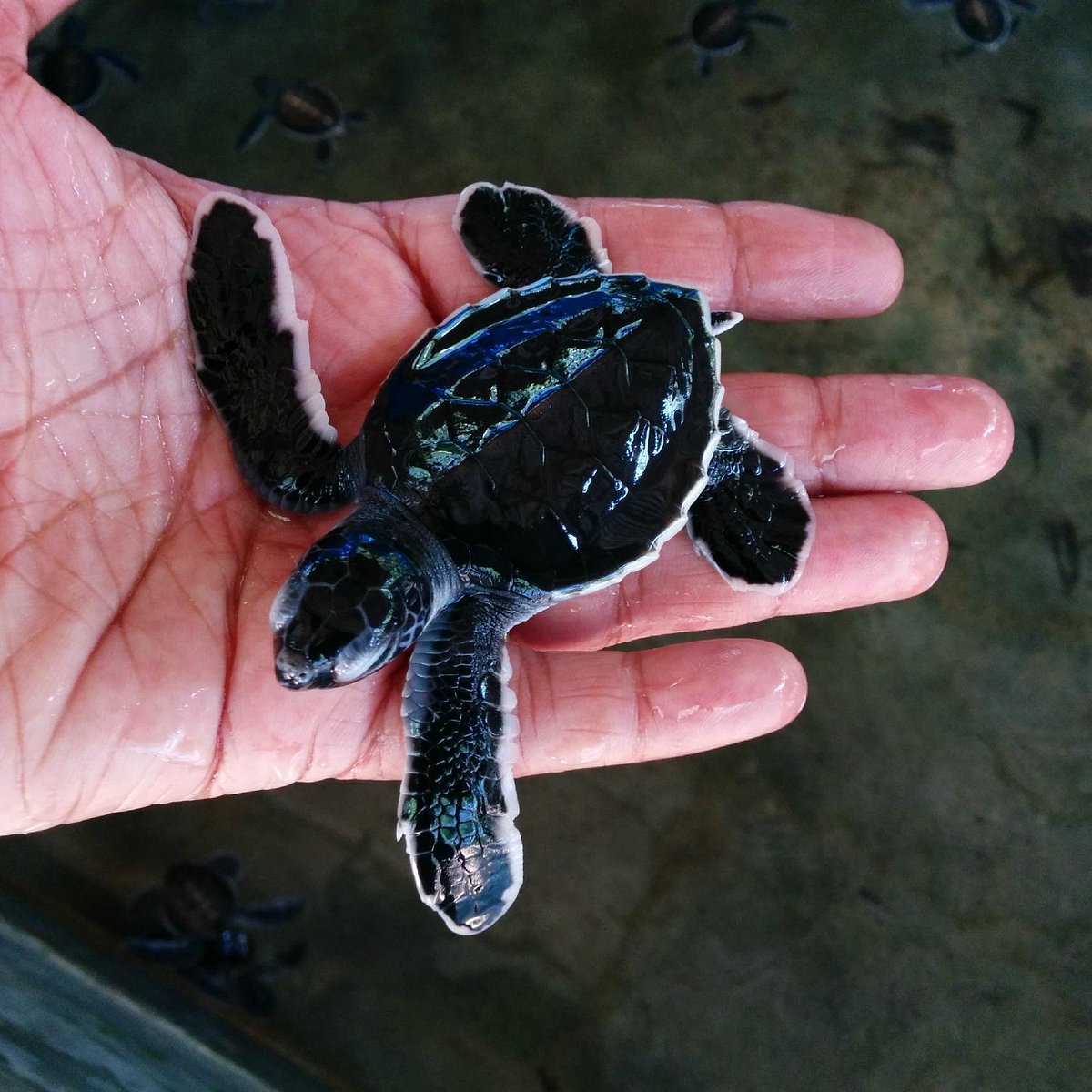 Kosgoda Turtle Care