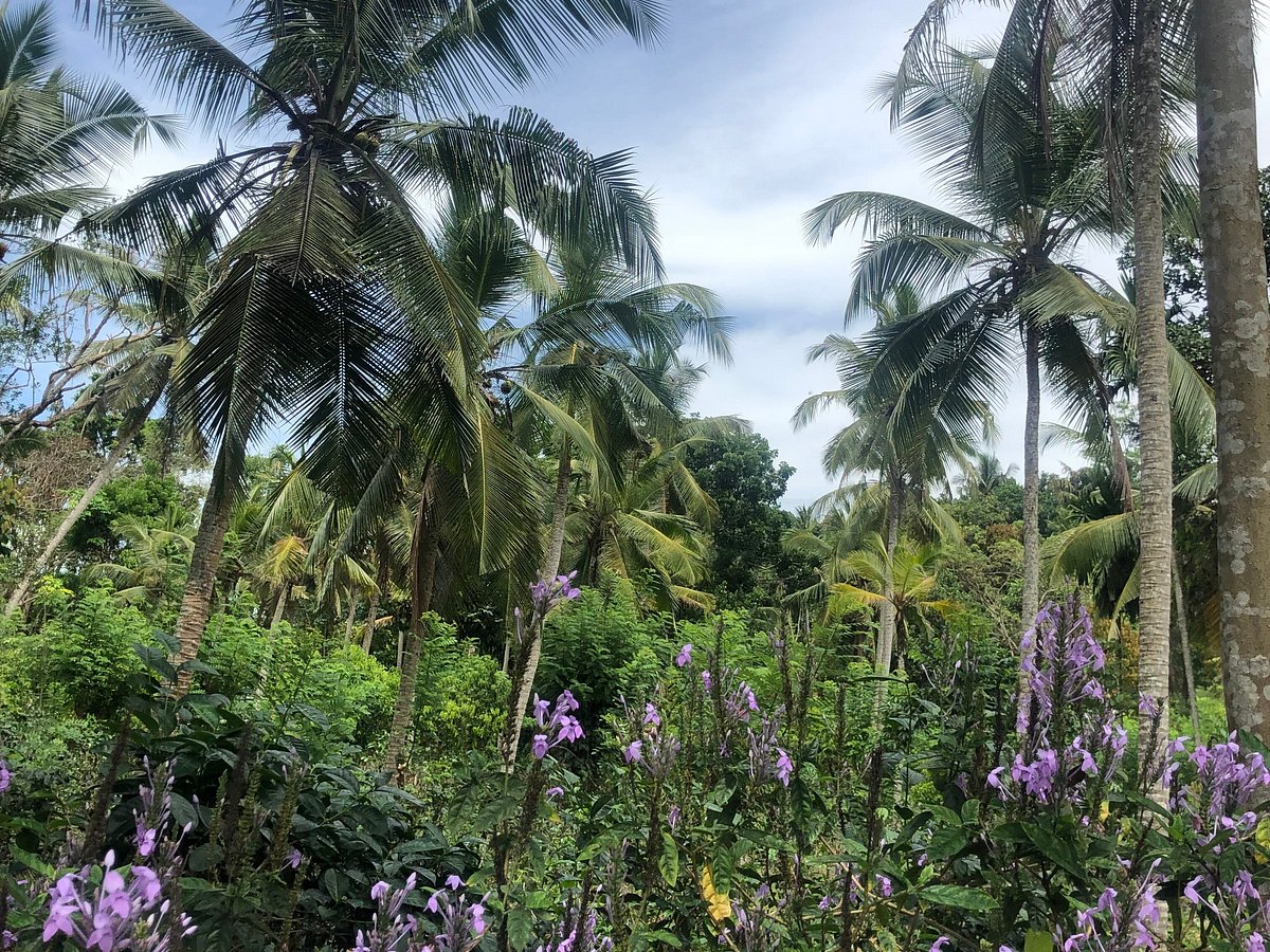 Handunugoda Tea Estate