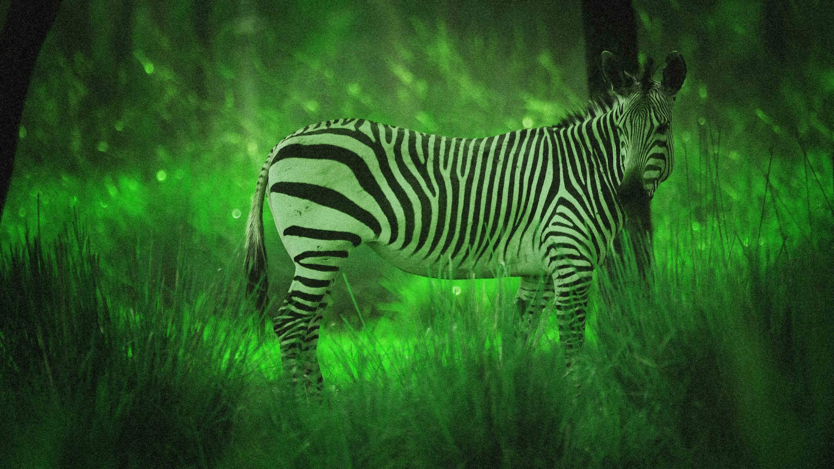Night Safari
