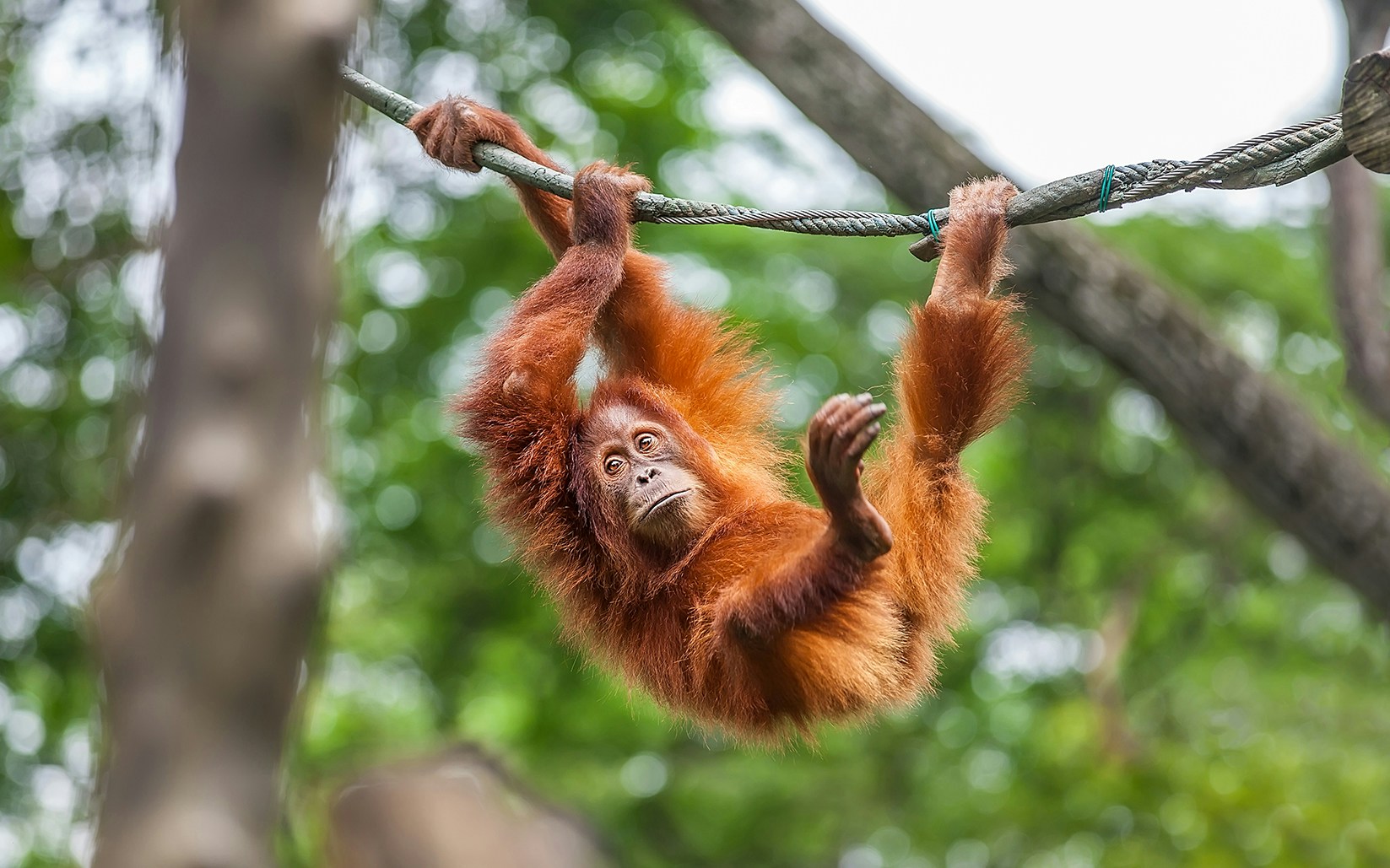 Singapore Zoo