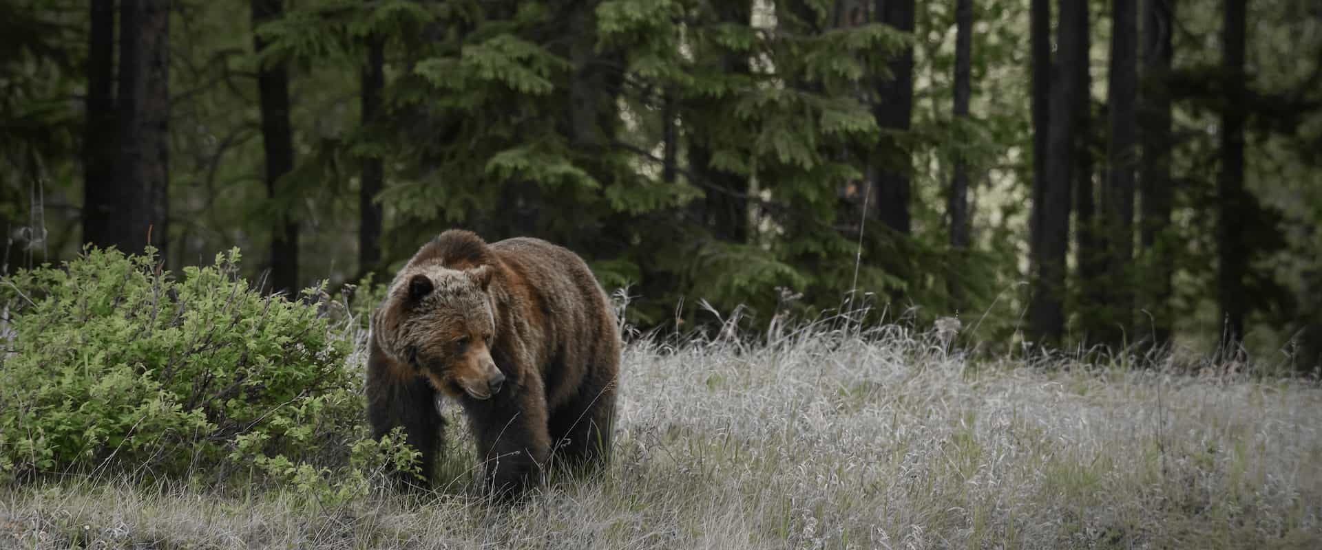 Jasper National Park