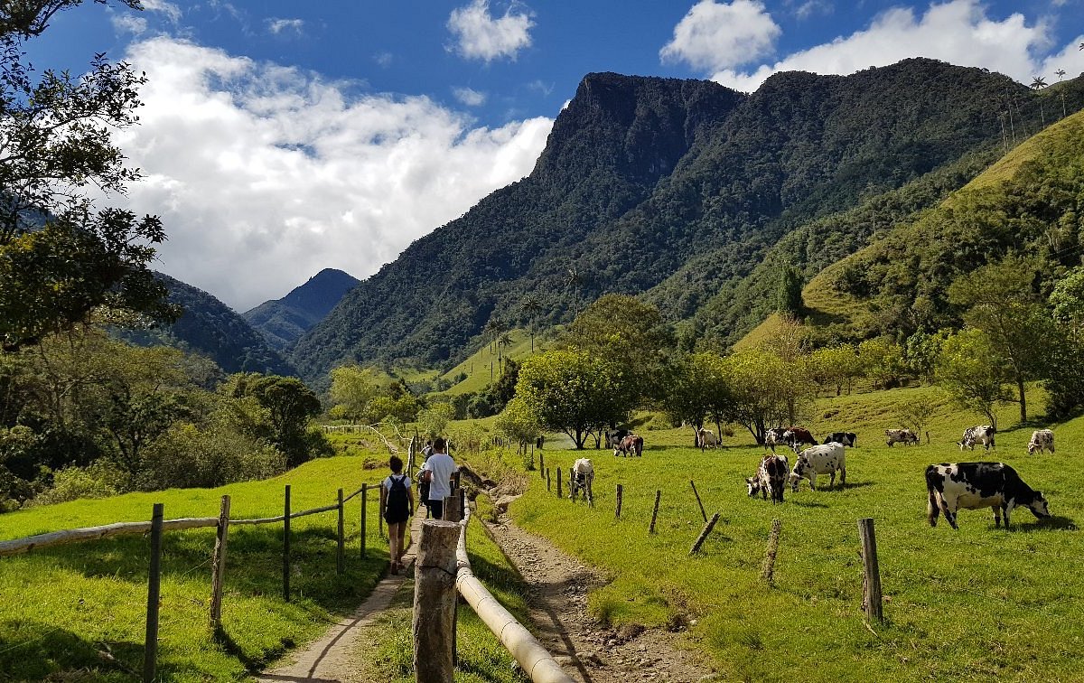 Cocora Valley
