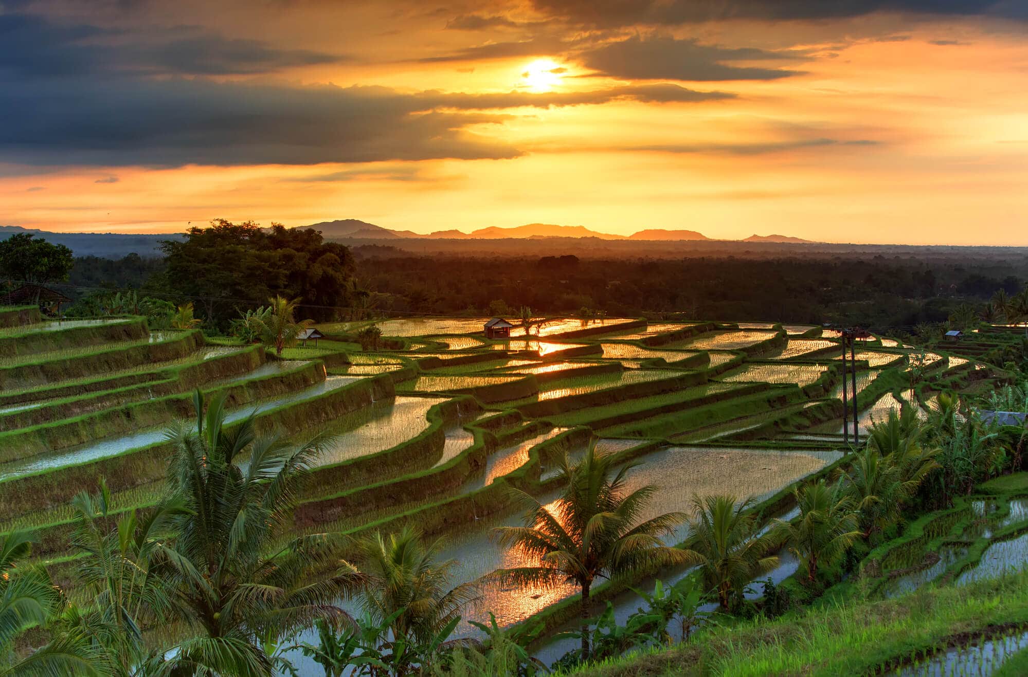Jatiluwih Rice Terraces