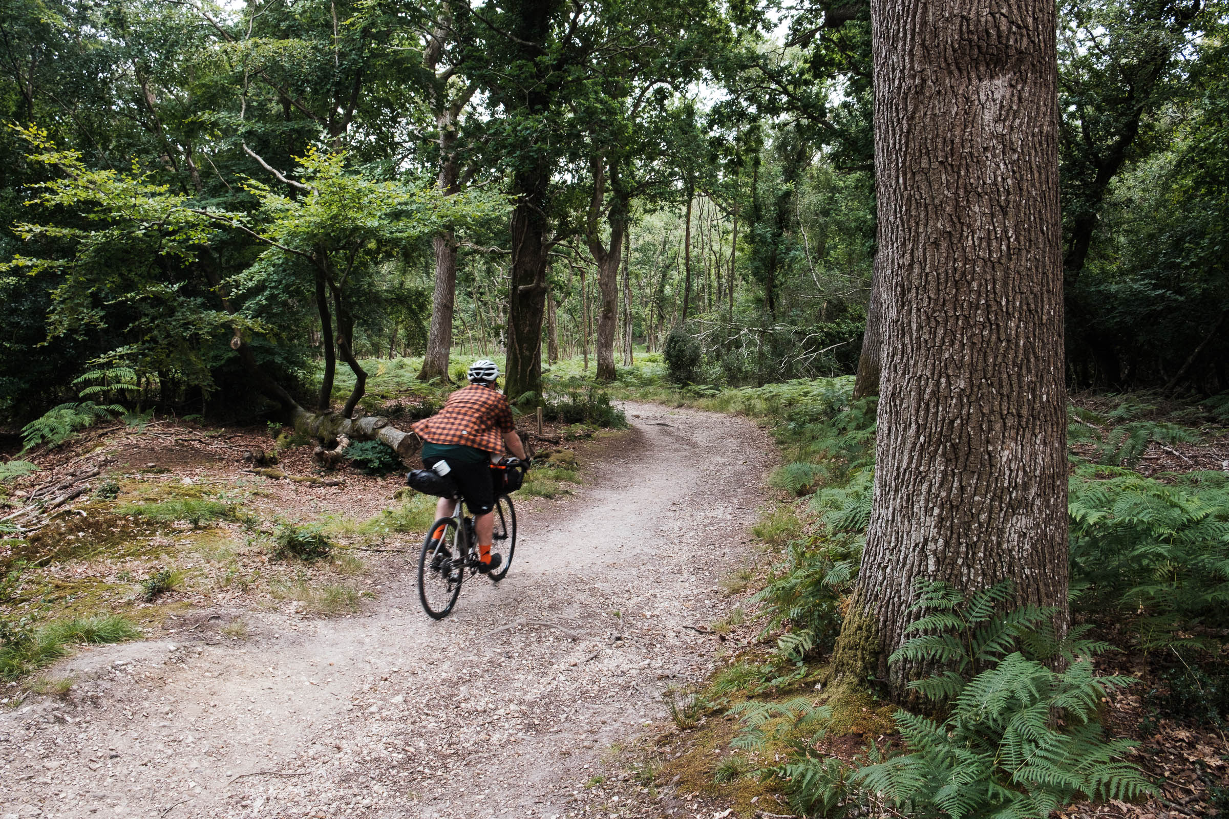 ركوب الدراجات في الغابة الجديدة