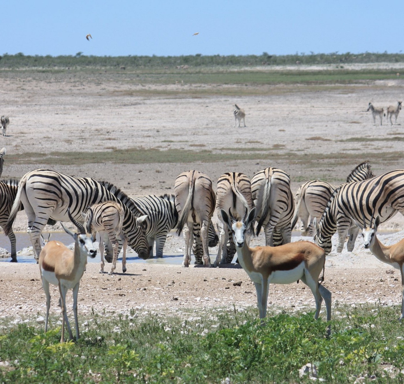 منتزه إيتوشا الوطني