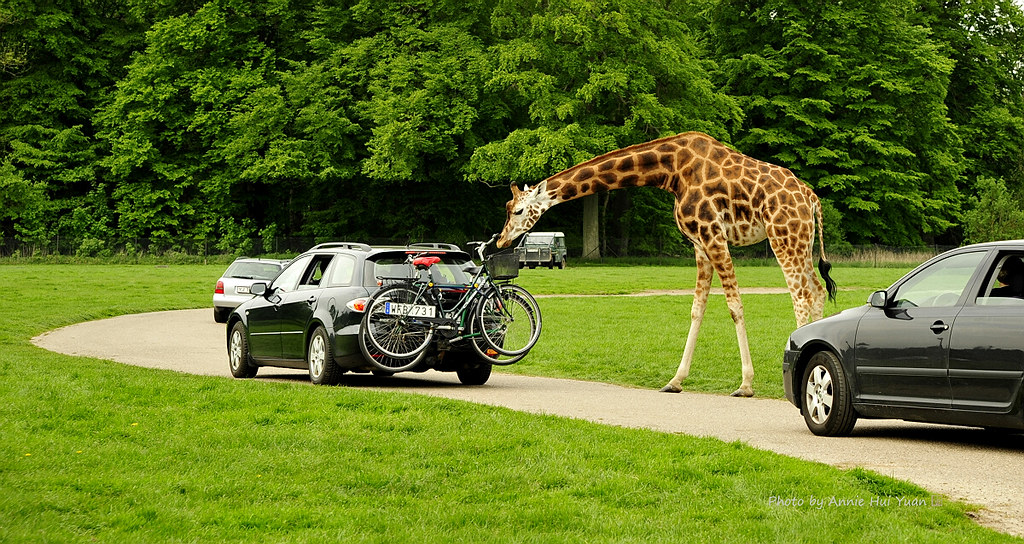 متنزه نوتنبورج سفاري