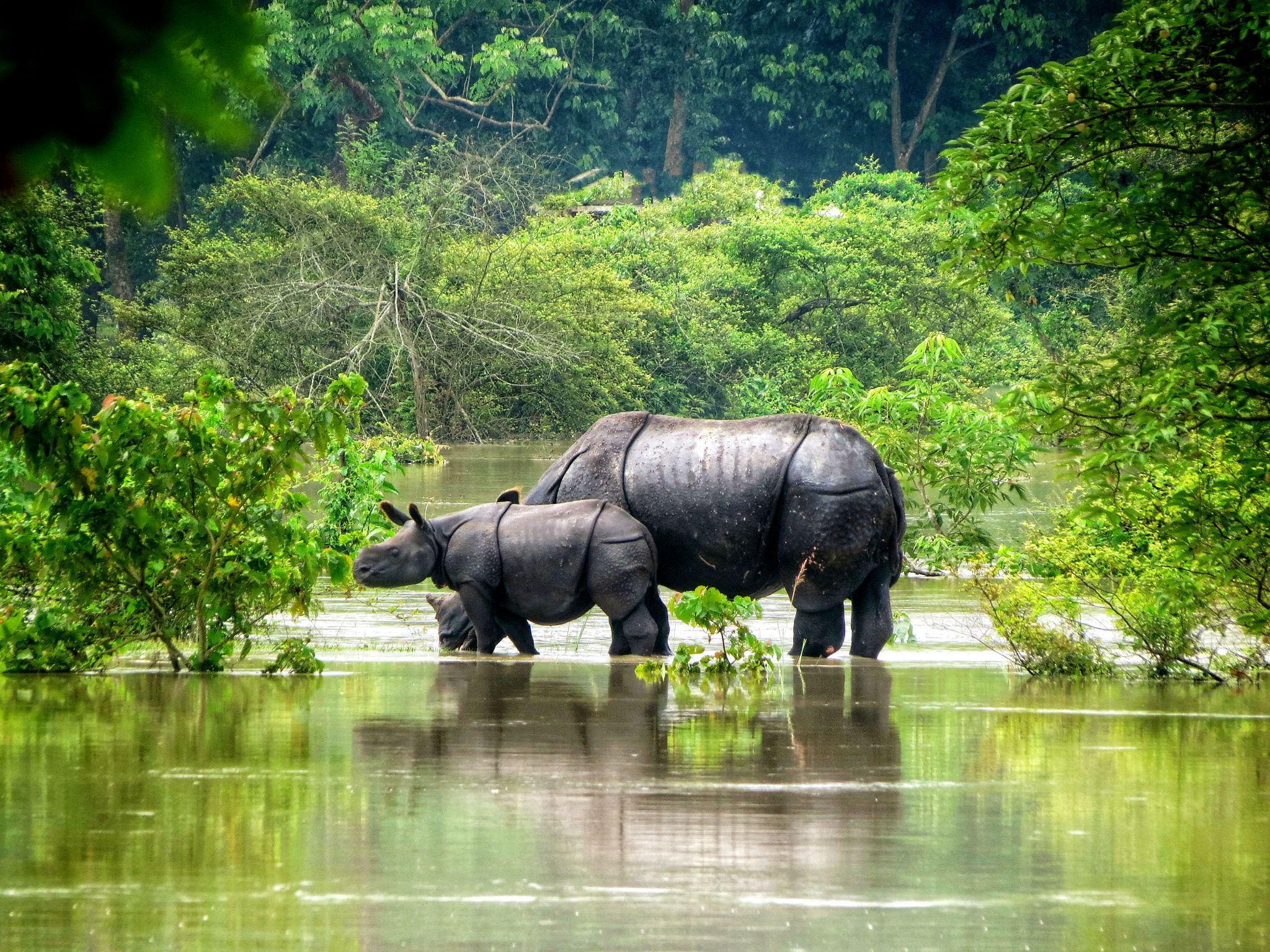 محمية كازيرانغا الوطنية