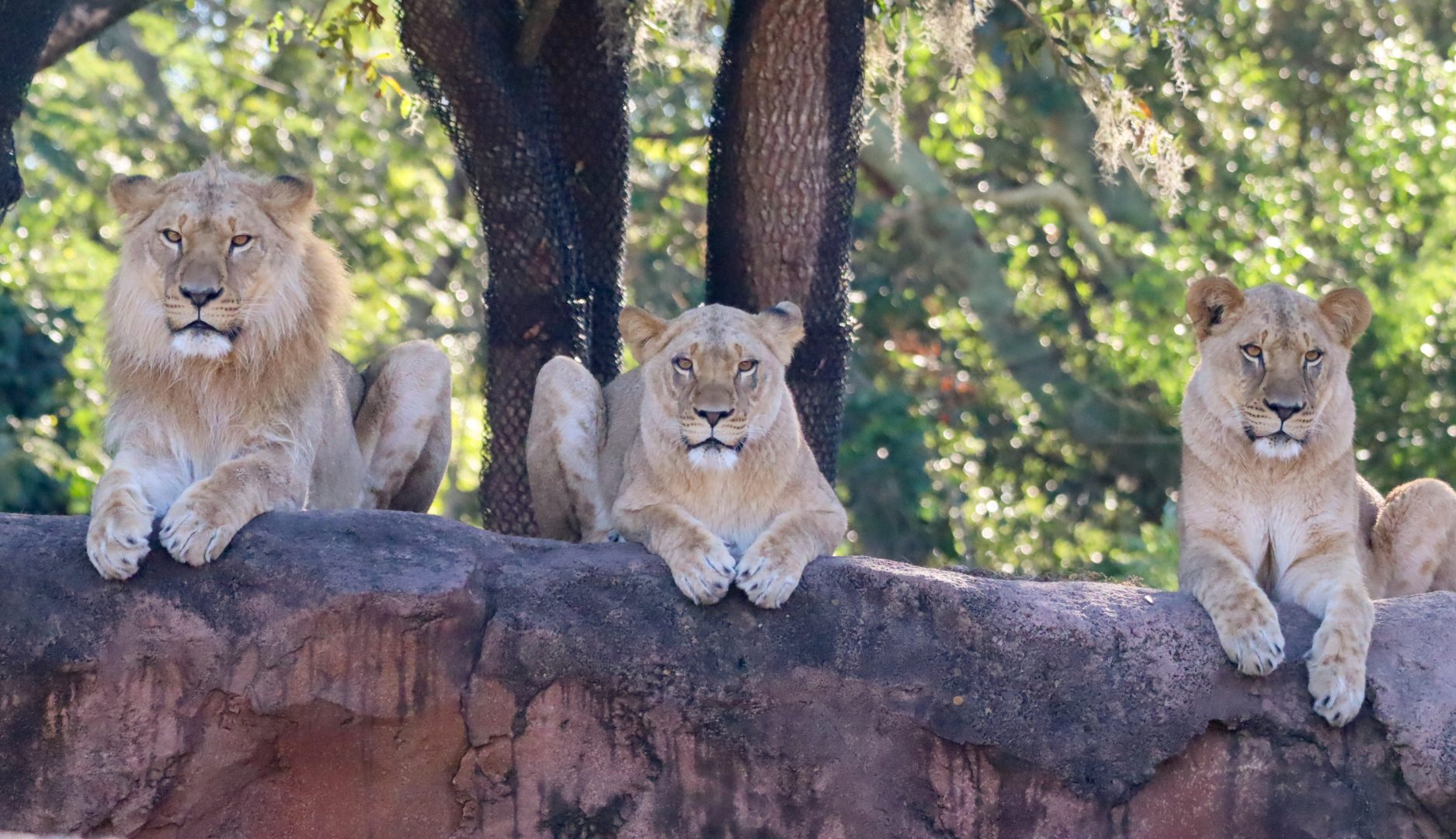 Animal Kingdom