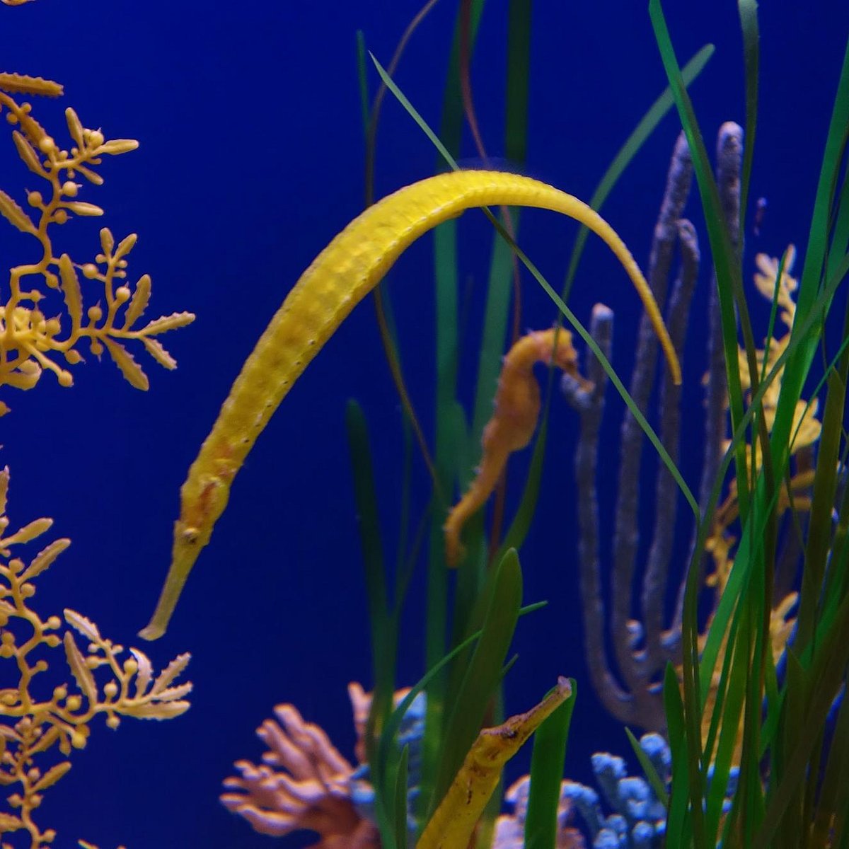 The Florida Aquarium